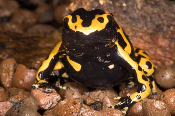 Κίτρινο Κλιμακωτά Δηλητήριο Βάτραχος Dendrobates Leucomelas Που Ζει Στη Βενεζουέλα — Φωτογραφία Αρχείου