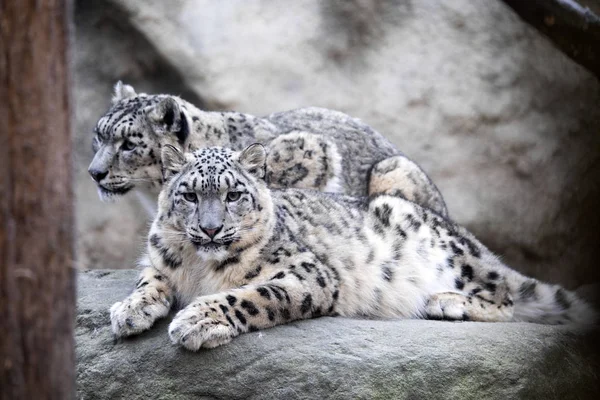 Subadult Snow Leopard Uncia Uncia Met Uitsterven Bedreigd — Stockfoto