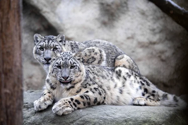 Надмірний Сніговий Леопард Uncia Uncia Загрожує Вимирання — стокове фото