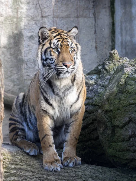 Portrait Subadult Female Sumatran Tiger Panthera Sumatrae — Stock Photo, Image