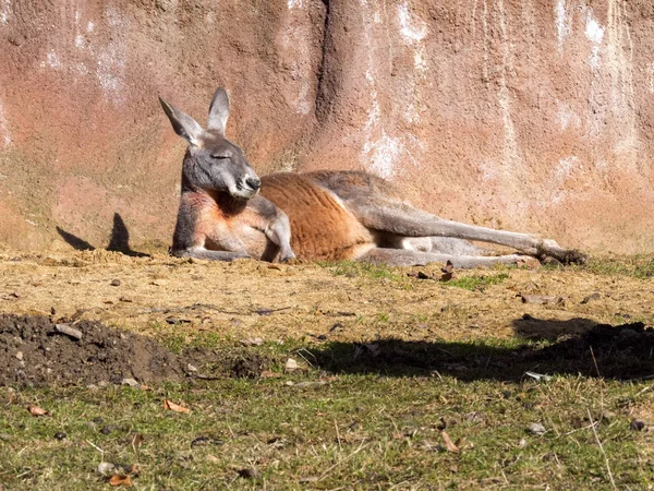 Liegender Männlicher Erwachsener Männchen Rotes Känguru Megaleia Rufa — Stockfoto