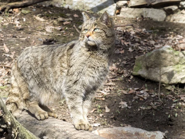 European Wildcat Felis Sylvestris Watching Nearby — Stock Photo, Image