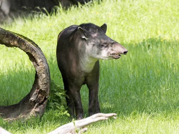 Familjen Sydamerikanska Tapir Tapirus Terrestris Grönt Gräs — Stockfoto
