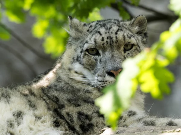 Retrato Leopardo Nieve Macho Uncia Uncia — Foto de Stock