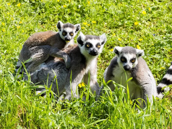 Resting family Ring-tailed Lemur, Lemur catta