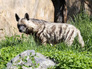Çizgili hyaena, Hyaena hyaena sultana, çevreyi izliyor