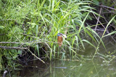 Ortak Kingfisher, yakalanan balık ile Alcedo şuna