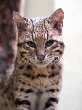 Geoffroy kedisi, Oncifelis geoffroyi, küçük bir Güney Amerika kedidir