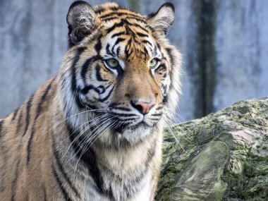 Portre subadult kadın Sumatra kaplanı Panthera t. sumatrae
