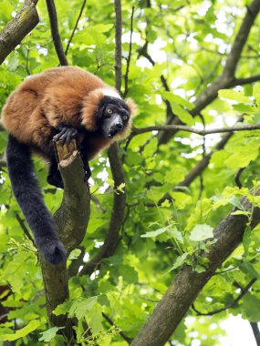 Kırmızı Nomascus lemur, Varecia rubra, ağaca tomurcukları besleme