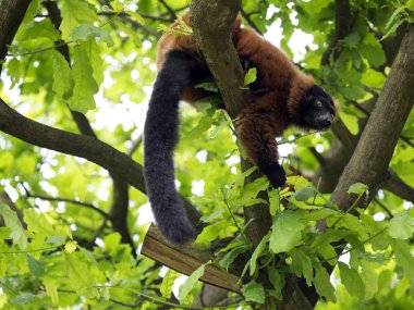 Kırmızı Nomascus lemur, Varecia rubra, ağaca tomurcukları besleme