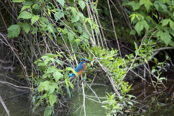 Ortak Kingfisher Yakalanan Balık Ile Alcedo Şuna — Stok fotoğraf