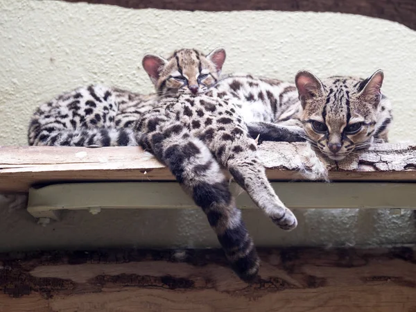 Margay Leopardus Wiedii Femmina Con Bambino — Foto Stock