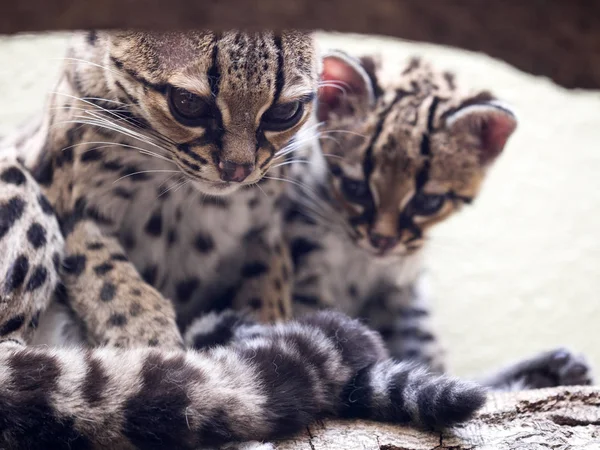 Margay Leopardus Wiedii Femelle Avec Bébé — Photo