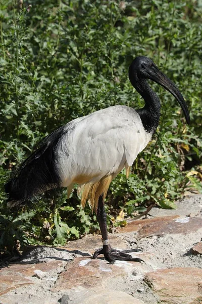 Sagrado Ibis Africano Threskiornis Aethiopicus Estaba Casi Extinguido Naturaleza —  Fotos de Stock