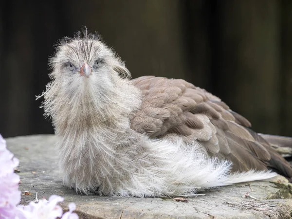 Red Legged Sreriema Cariama Cristata Een Zeer Interessante Vogel — Stockfoto