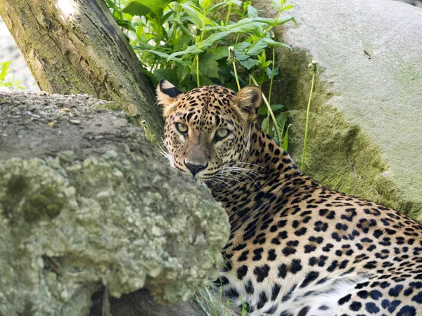 Portret Van Vrouwelijke Sri Lanka Luipaard Panthera Pardus Kotiya — Stockfoto