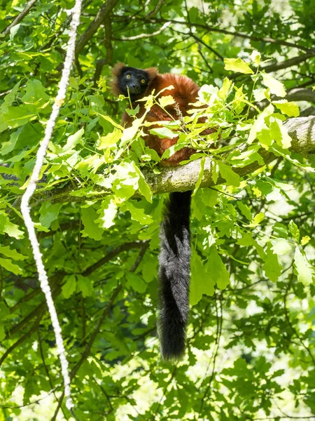 Röd Vari Varecia Rubra Mata Knopparna Ett Träd — Stockfoto