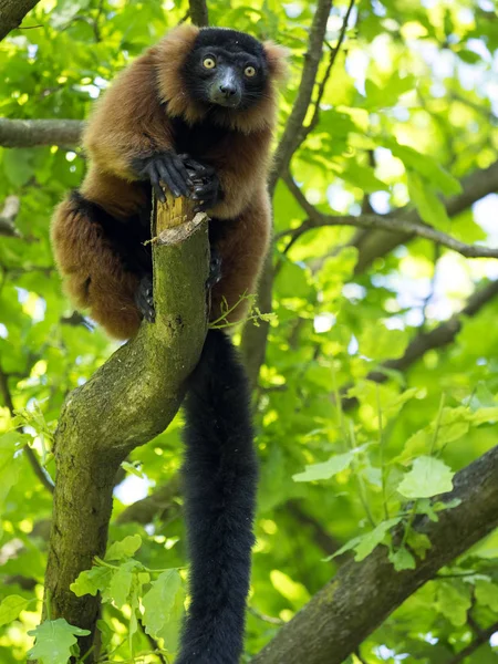 Rode Vari Lemur Varecia Rubra Voeden Toppen Van Een Boom — Stockfoto
