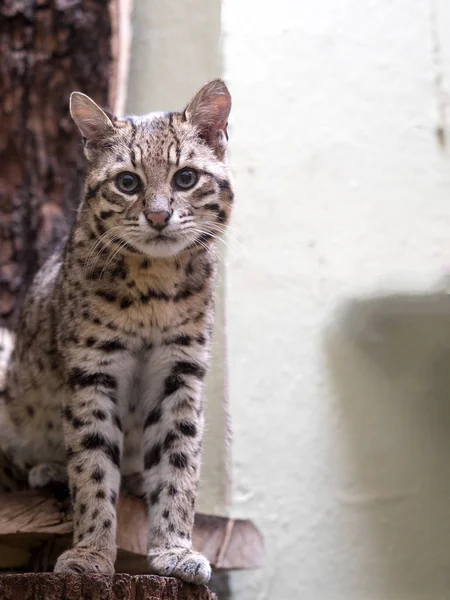 jirousek.zoo-foto.cz