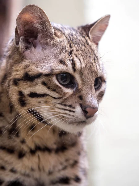 Geoffroy Cat Oncifelis Geoffroyi Small South American Cat — Stock Photo, Image