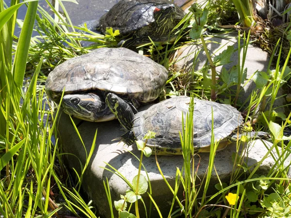 Червоновуха Прісноводна Черепаха Trachemys Scripta Elegans Інвазивних Видів Європі — стокове фото