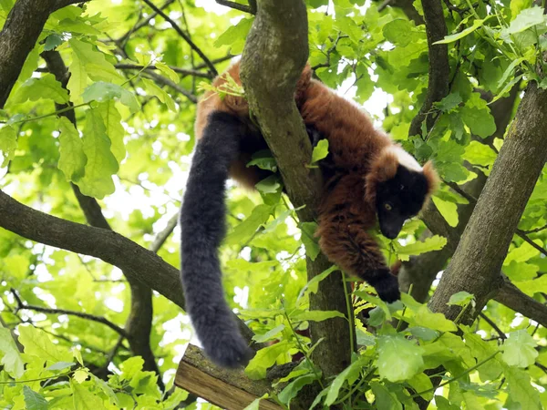 Lémur Rubio Rojo Varecia Rubra Alimenta Los Brotes Árbol — Foto de Stock