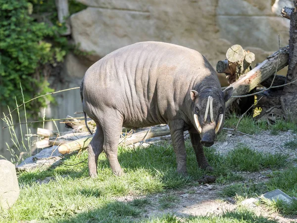 Felnőtt Férfi Buru Babirusa Babyrousa Babyrussa — Stock Fotó