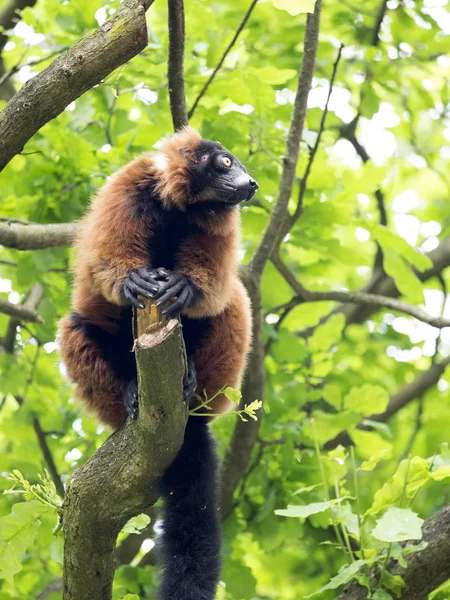 Röd Vari Varecia Rubra Mata Knopparna Ett Träd — Stockfoto