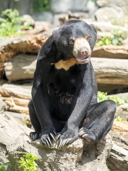 Oso Sol Malasia Helarctos Malayanus Mira Alrededor — Foto de Stock