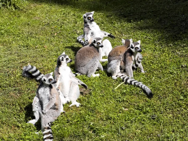 Grupo Lemur Ring Tailed Lemur Catta Com Jovens — Fotografia de Stock