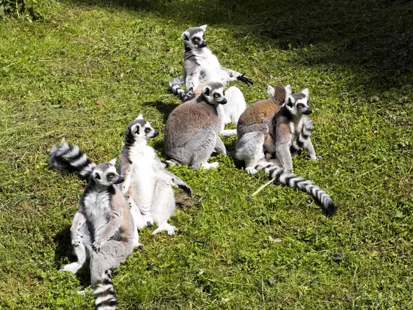 Grupo Lemur Cola Anillada Lemur Catta Con Los Jóvenes — Foto de Stock