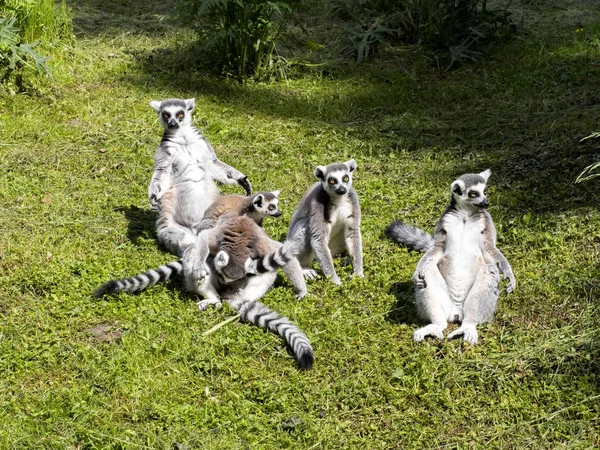 Grupo Lemur Cola Anillada Lemur Catta Con Los Jóvenes — Foto de Stock