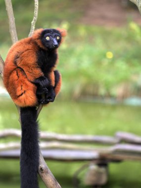 Kırmızı Nomascus ağaçta oturuyor lemur, Varecia rubra,