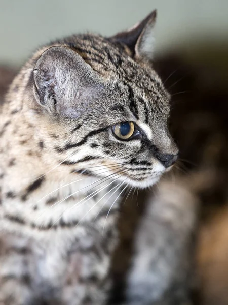 Geoffroy Kedisi Oncifelis Geoffroyi Küçük Orman Kedi Olduğunu — Stok fotoğraf