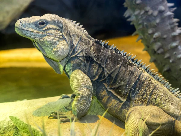 キューバにだけ住んでいるキューバ地面イグアナ Cyclura Nubila — ストック写真