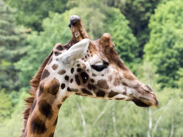 Προσωπογραφία Άνδρα Baringo Καμηλοπάρδαλης Καμηλοπάρδαλις Giraffa Rothschildi — Φωτογραφία Αρχείου