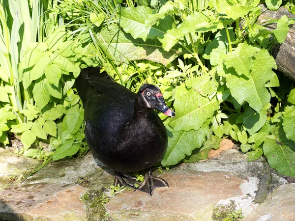 Πάπια Βαρβαρίας Cairina Moschata Γνήσια Άγρια Ταξινομικής Μονάδας — Φωτογραφία Αρχείου