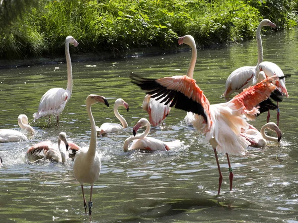 Groupe Rosy Flamingo Phoenicopterus Ruber Roseus Nettoie Les Plumes — Photo