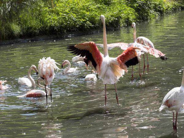 Le groupe Rosy Flamingo, Phoenicopterus ruber roseus, nettoie les plumes — Photo