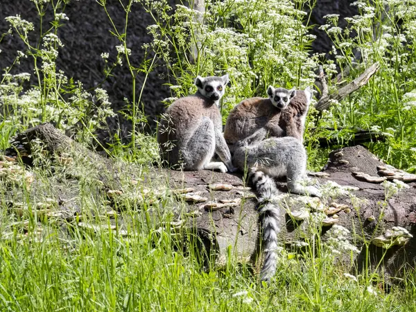 Grupo Lemur Cauda Anelada Lemur Catta Tronco Grande — Fotografia de Stock