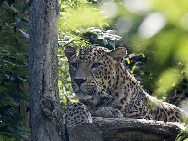 Perzische Luipaard Panthera Pardus Saxicolor Uit Boom Kijken Van Omgeving — Stockfoto