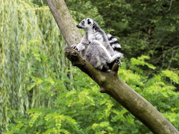 Ring Tailed Lemur Lemur Catta Ağaç Üzerinde — Stok fotoğraf