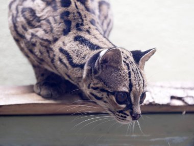 Margay, Leopardus wiedii gövdede oturur.