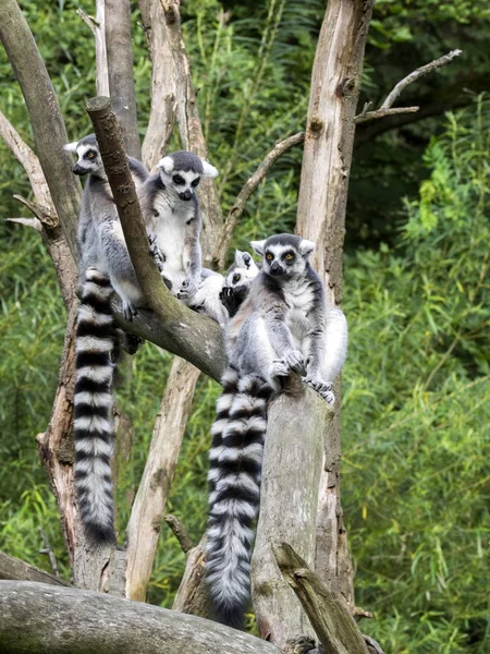 Група Ring Tailed Lemur Лемур Catta Дереві — стокове фото