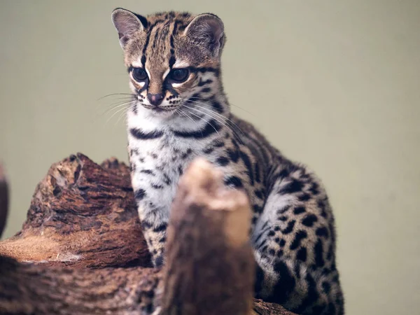 Margay Leopardus Wiedii Sits Trunk — Stock Photo, Image