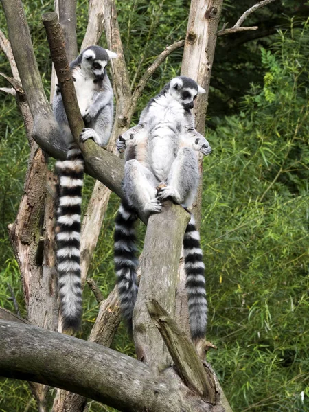 Grupo Lemur Cola Anillada Lemur Catta Árbol — Foto de Stock