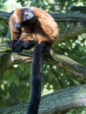 Kırmızı Nomascus lemur, Varecia rubra, fotoğrafçının ağaçtan izlerken