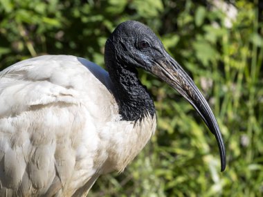 Afrika kutsal aynağı Threskiornis aethiopicus, doğada neredeyse tükenmiş