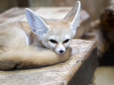 Rezene tilki, Fennecus türkücü, küçük bir çöl tilkisi olduğunu
